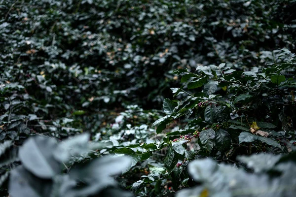Plantation de café sous le grand arbre en Asie — Photo