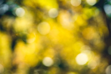 Yellow-green blur in the forest