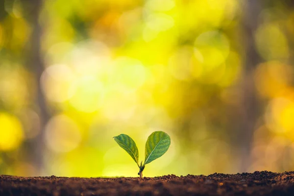 Planting trees - hands giving soil to trees, growing trees in a — 스톡 사진