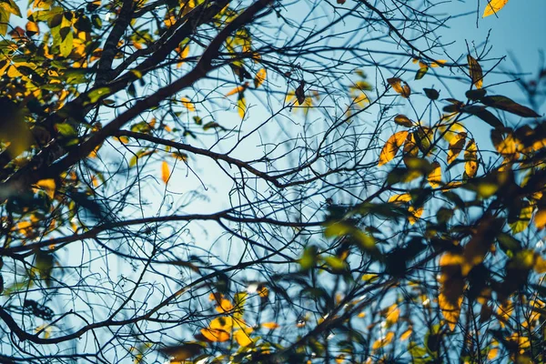 Nyár, sárga levelek nappali égbolttal - — Stock Fotó