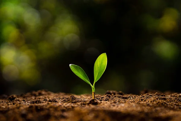 Plantation d'arbres - mains donnant du sol aux arbres, la croissance des arbres dans un — Photo