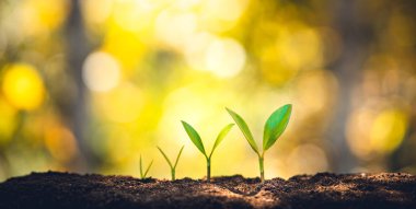 Growth - the growth of trees lined up and the golden background-