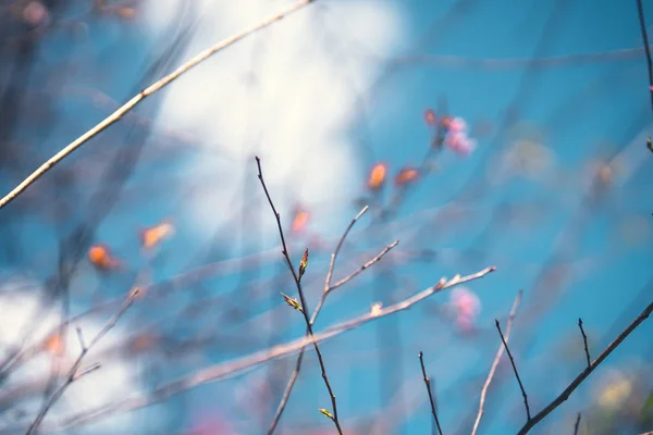 Printemps nature, fleurs roses Bloom et ciel lumineux — Photo