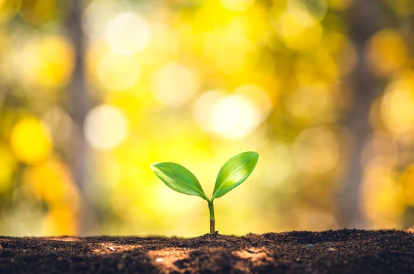 Piantare alberi - mani che danno terreno agli alberi, alberi in crescita in un — Foto Stock