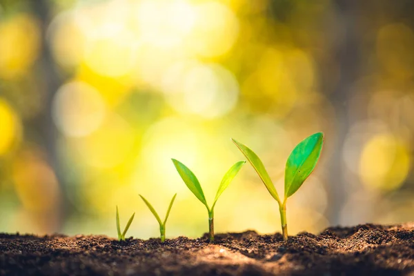 Growth - the growth of trees lined up and the golden background-