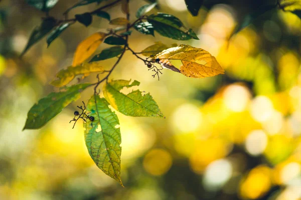 Groene en gele bladeren in de natuur — Stockfoto