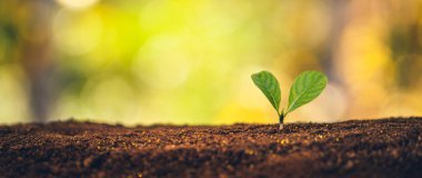 Planting trees - hands giving soil to trees, growing trees in a 