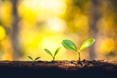 Growth - the growth of trees lined up and the golden background-