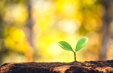 Planting trees - hands giving soil to trees, growing trees in a 