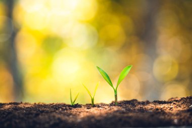 Growth - the growth of trees lined up and the golden background-