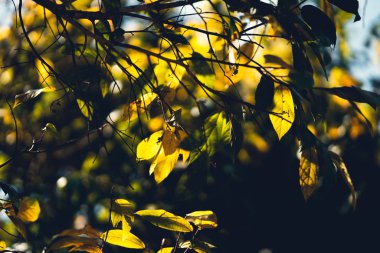 Green and yellow leaves in nature