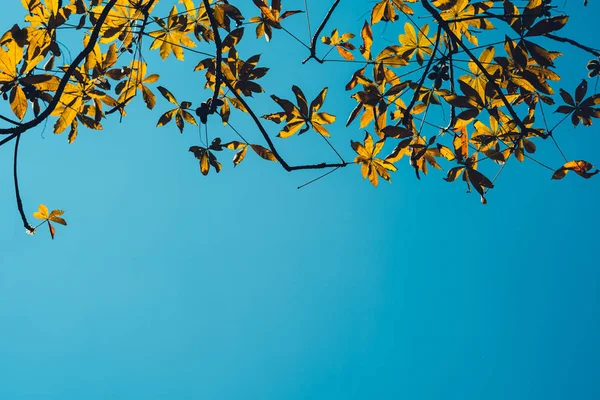 Zomer, gele bladeren met overdag lucht - — Stockfoto
