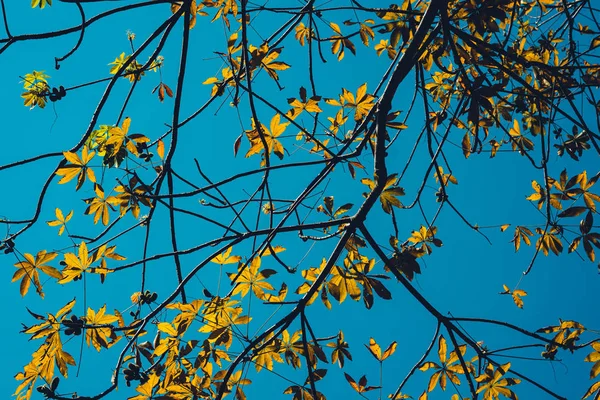 Été, feuilles jaunes avec ciel diurne  - — Photo