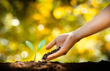 Planting trees - hands giving soil to trees, growing trees in a row and golden background
