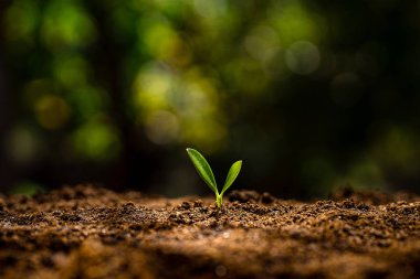 Planting trees - hands giving soil to trees, growing trees in a row and golden background