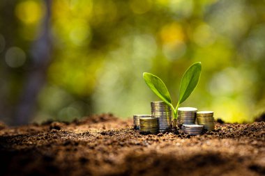 Para ve büyüyen paralar yerde ve ağaçlar var.