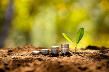 Para ve büyüyen paralar yerde ve ağaçlar var.