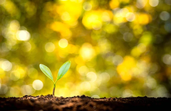 Planting Trees Hands Giving Soil Trees Growing Trees Row Golden — Stok fotoğraf