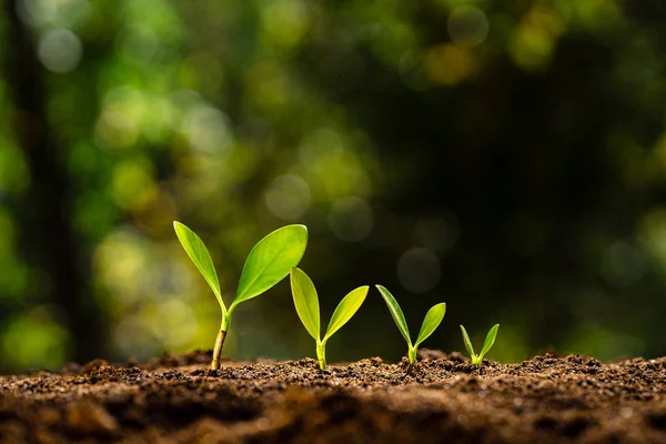 Money Growth Stacked Coins Ground Trees — Stock Photo, Image