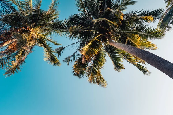 Kokospalmen Und Der Himmel Meer Abend — Stockfoto