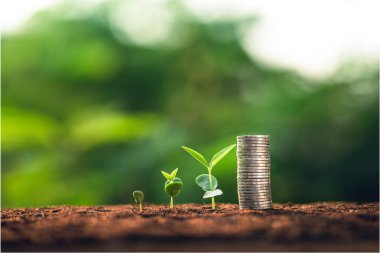 Toprakta yetişen üç fidan, doğal yeşil bir arka plan ve el sulama.