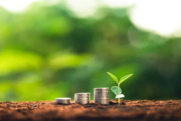 Crecimiento Los Árboles Tres Plantones Están Creciendo Suelo Fondo Verde — Foto de Stock