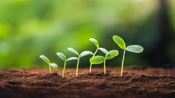 Toprakta fidanlar yetişiyor ve doğal yeşil bir zemin oluşturuyor.