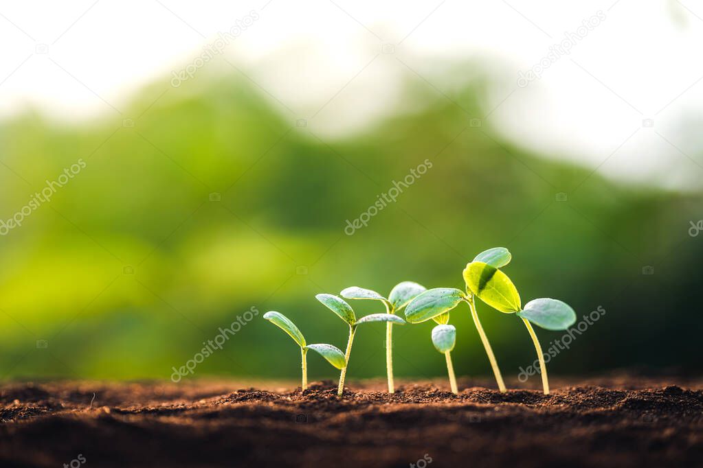 saplings are growing on the soil and a natural green background,And hand watering