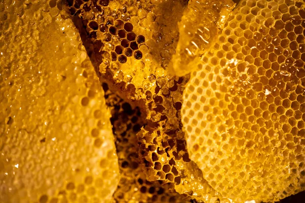 Close Honeycomb Beehive Néctar Abelha Amarelo Dourado — Fotografia de Stock