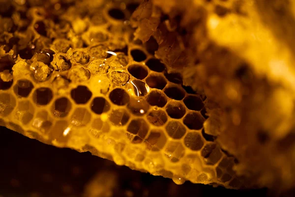 Close Honeycomb Beehive Néctar Abelha Amarelo Dourado — Fotografia de Stock