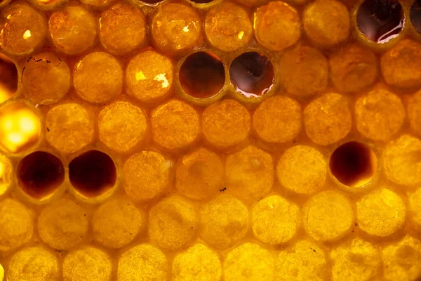 Close Honeycomb Beehive Néctar Abelha Amarelo Dourado — Fotografia de Stock