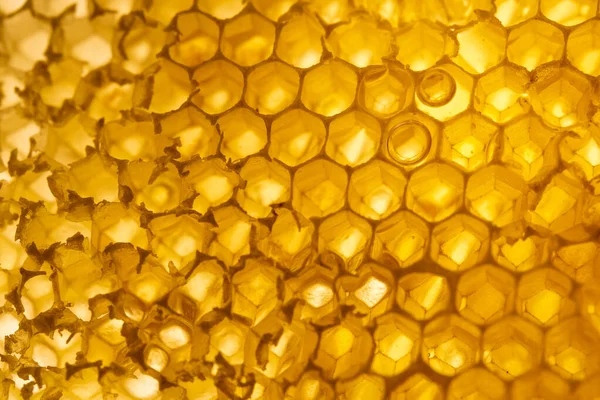 Close Honeycomb Beehive Néctar Abelha Amarelo Dourado — Fotografia de Stock