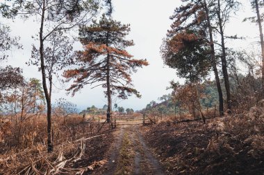 Yağmurlu bir akşamda, orman dağlarında ve ağaçlarda