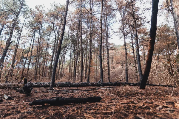 Bosque Montañas Árboles Día Lluvioso Por Noche — Foto de Stock