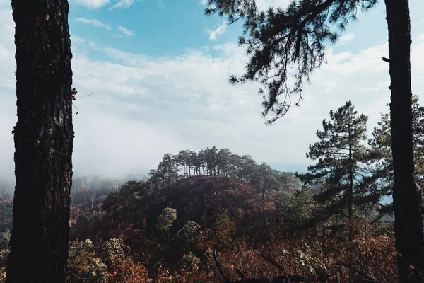 Den Waldbergen Und Bäumen Einem Regnerischen Abendtag — Stockfoto