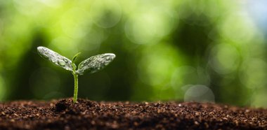 Toprakta büyüyen fidanlar ve doğal yeşil bir zemin, Su Damlası