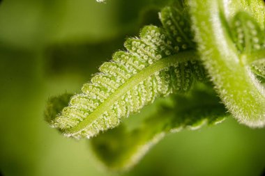 Karanlık Eğreltiotunun Yakın Çekimi siyah arkaplan bırakıyor