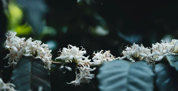 White coffee flowers on dark-toned coffee trees