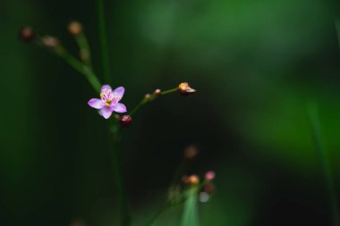 Doğada küçük mor çiçekler, koyu yeşil doğa.