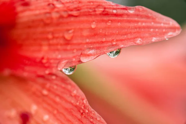 Flores Cor Rosa Estação Chuvosa Gotas Água Flores Natureza — Fotografia de Stock