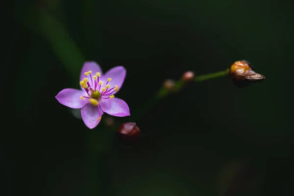 Small Purple Flowers Nature Dark Green Nature — Stock Photo, Image