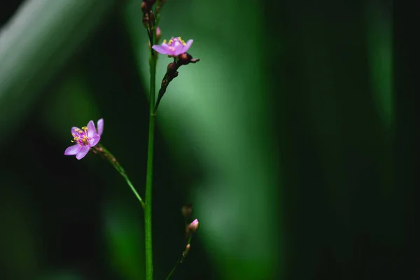 Small Purple Flowers Nature Dark Green Nature — Stock Photo, Image