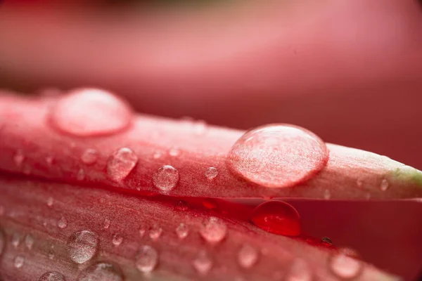 Pink Flowers Rainy Season Water Droplets Flowers Nature — Stock Photo, Image