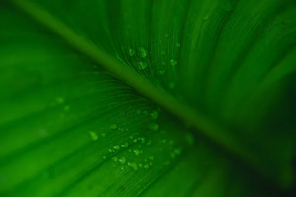 Gotas Agua Natural Sobre Hojas Verdes Estación Lluviosa — Foto de Stock