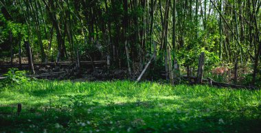 Bambu ormanındaki çimen yeşili çimenler