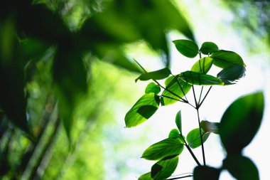 Yeşil, doğal yeşil bir zemin, doğal ışık bırakır.