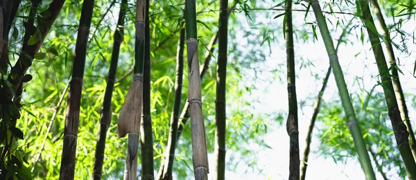 Bamboo Tree Bamboo Forest Green Nature Nature Background — Stock Photo, Image