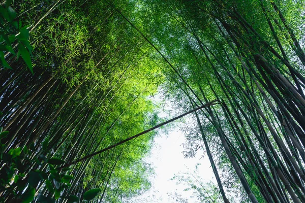 Bambusbaum Bambus Wald Grüne Natur Natur Hintergrund — Stockfoto