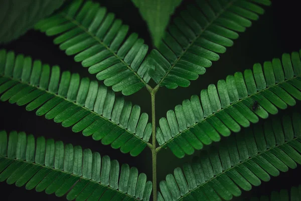 Close Verde Escuro Folhas Fundo Preto — Fotografia de Stock