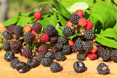 siyah ahududu meyveleri kurulları ile zengin ürün